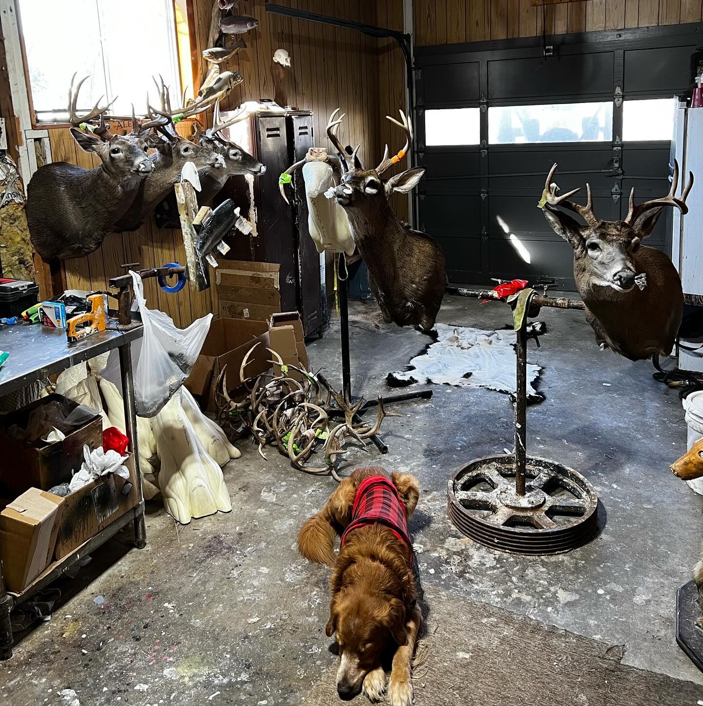 Harvey in the Studio